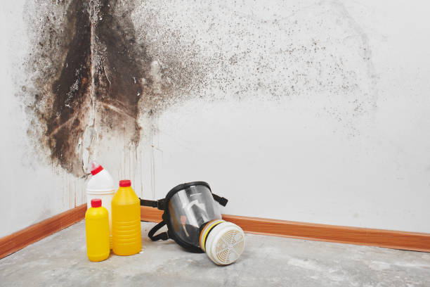 Best Black Mold Remediation in Hacienda Heights, CA