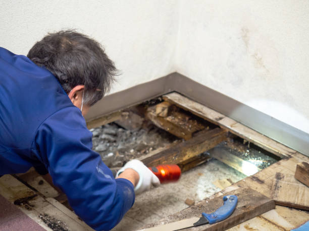 Best Bathroom Mold Remediation in Hacienda Heights, CA