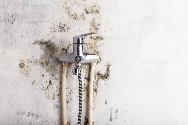 Best Health and Safety Mold Remediation in Hacienda Heights, CA