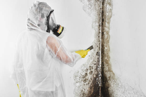 Best Residential Mold Remediation in Hacienda Heights, CA