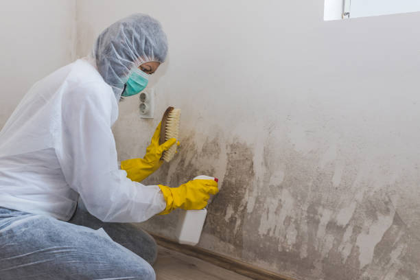 Best Crawl Space Mold Remediation in Hacienda Heights, CA