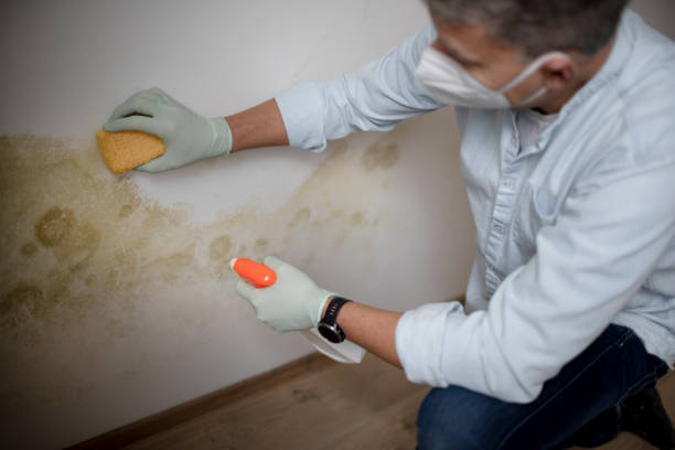 Best Kitchen Mold Remediation in Hacienda Heights, CA
