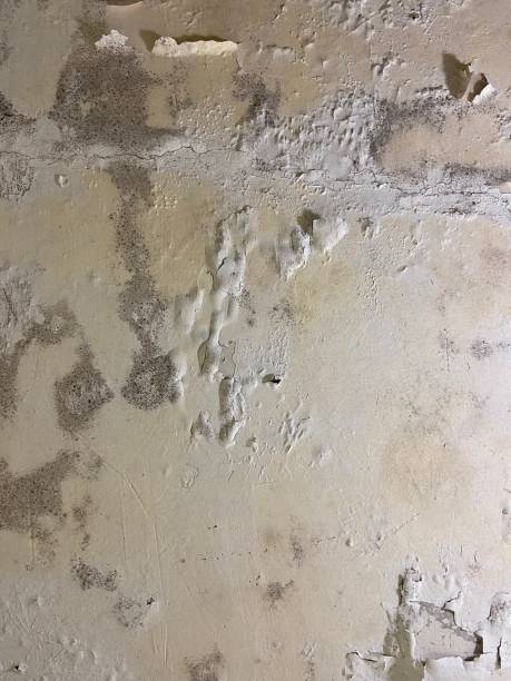 Best Residential Mold Remediation in Hacienda Heights, CA