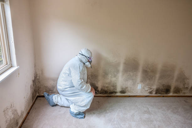 Best Emergency Mold Remediation in Hacienda Heights, CA