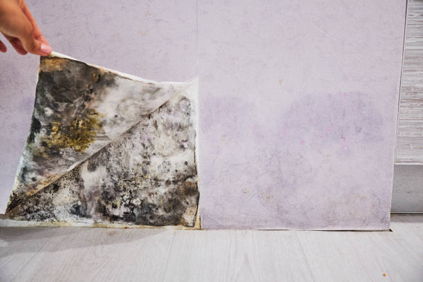 Best Industrial Mold Remediation in Hacienda Heights, CA